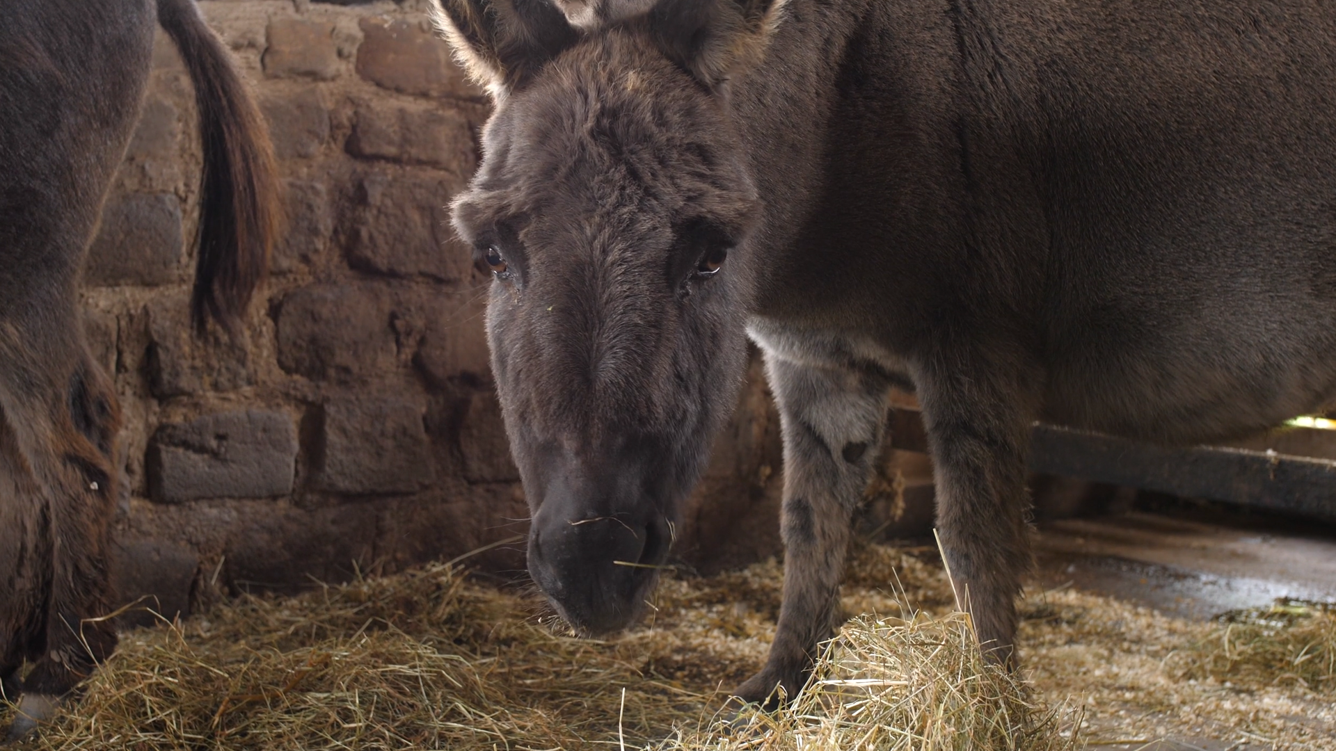 Charnock Farm Animals