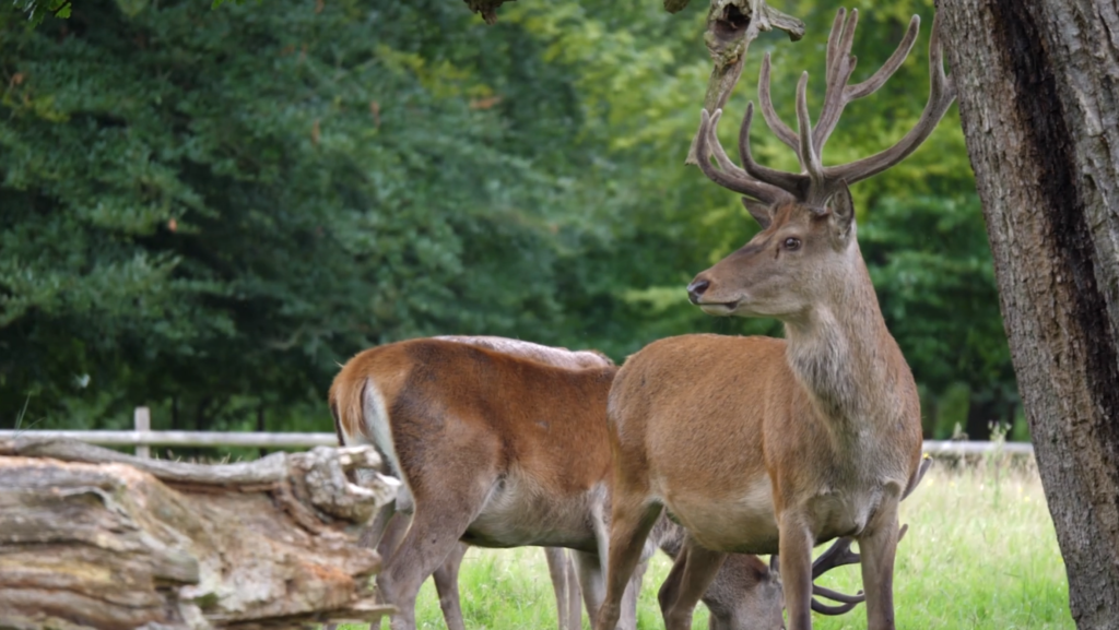 Tatton Park Deer